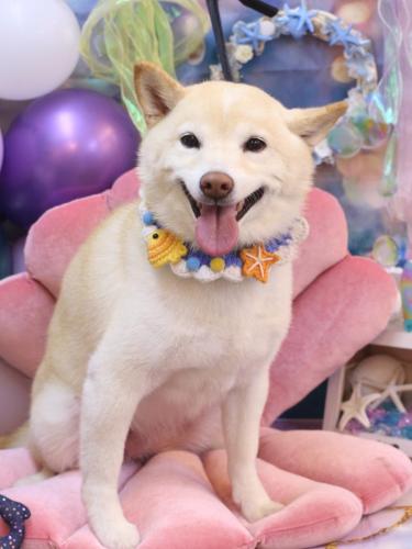 20240831メイちゃん